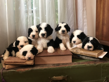 Sheepadoodle Puppies For Sale - Mountain Rose Sheepadoodles